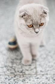 bkh scottish fold katzen sind liebevolle hauskatzen mit dichten weichem fell und faltohren und schottische faltohrkatzchen schottische faltohrkatze hauskatze