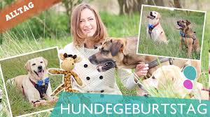 Diy fliege / schleife ganz ohne nähen selber machen. Fliege Schleife Ohne Nahen Hunde Diy Selber Machen Hundekanal Youtube