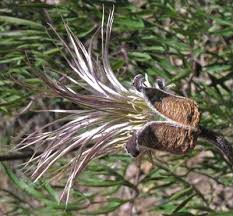 Image result for Clematis hirsuta