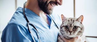 Petco veterinary clinics and hospitals offer a range of services including cat and dog vaccinations, microchipping, spaying and neutering, and infectious disease screenings. Top Vets In Al Barsha Abvc Vetcare Cat Vet More Mybayut