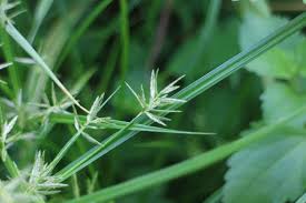 Image result for Cyperus sphacelatus