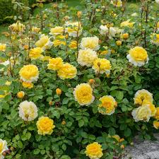Whether you're searching for colorful accessories like lawn ornaments and wind spinners, or you want to add unique lighting for an. 37 Rose Garden Ideas Rose Rose Garden Plants