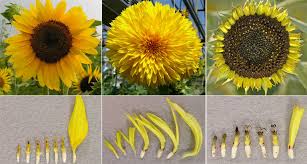 We did not find results for: Genetic Clue To Van Gogh S Mutant Sunflowers Discovered Wired
