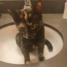 It doesn't matter how old you are, you still have dreams and ideas to share. Interpreting The Meaning Of Dreams About Cats And Cats As Dream Symbols Exemplore Paranormal