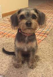 Check spelling or type a new query. Borkie Beagle Yorkie Mix Yorkie Mix Scruffy Dogs Yorkie