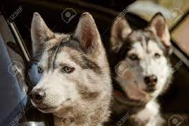 2匹のシベリアンハスキー犬が車の窓から身を乗り出し、青い目と灰色のコート色のハスキー 犬のポートレートが犬と一緒に旅行しました。車に座っているフレンドリーなハスキー犬、ペットの輸送の写真素材・画像素材 Image 195082786