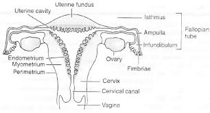 It is oval in shape and pink in colour. Draw A Labelled Diagram Of The Human Female Reproductive System Sarthaks Econnect Largest Online Education Community