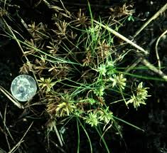Image result for Cyperus cuspidatus