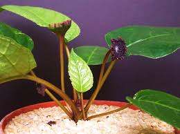 Image result for Dorstenia schliebenii