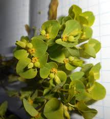 Image result for Erythrococca kirkii