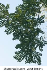 Image result for Simaroubaceae