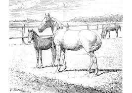 Dus kom af en toe eens terug op deze pagina, om nieuwe kleurplaten die je online kan kleuren te ontdekken. Kleurplaat Paard Met Veulen Gratis Kleurplaten Om Te Printen Afb 9772