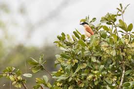 Image result for Aneilema welwitschii