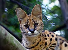 serval brandywine zoo wilmington delaware 302 571 7747 serval cats serval wild cats