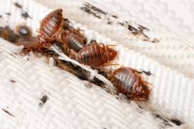 Image result for bedbugs on mattress