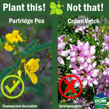 Check spelling or type a new query. Originally Introduced To Control Erosion Pennsylvania Department Of Conservation And Natural Resources Facebook