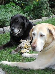 Pin By M Fereshteh On My Garden Black Labrador Retriever Black Labrador Dogs And Puppies