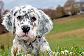 Setters have been recorded in ireland since the 1700's. English Setter Dog Breed Information And Characteristics Daily Paws