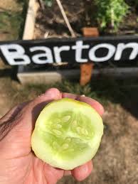 Image result for Cucumis sacleuxii