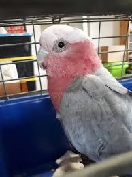Rehomed Galah Cockatoo Parrot Bird Cranbourne West Victoria Vic Australia F39202 Galah Cockatoo Cockatoo Parrot Bird