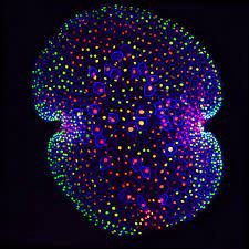 Jim haseloff and his lab engineered the first synthetic rna enzymes with targeted substrate specificity, developed fluorescent proteins for plants, new misexpression systems in plants, new 3d microscopy and visualisation methods and computer models for plant morphogenesis. Into The Loop New Phyt Blog