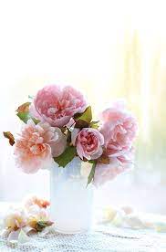 We did not find results for: Ver Photogenic And Always Welcome Here Pink Gruss An Achen Roses Beautiful Flowers Rose Amazing Flowers