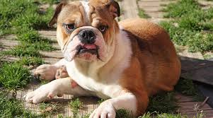 U nsere hunde befinden sich alle noch in sibiu / rumänien !! Trotz Handicap Ein Glucklicher Hund Retriever In Not Liberty For Dogs