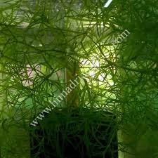 Image result for Najas graminea