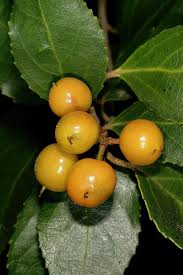 Image result for Scolopia mundii