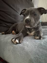 American staffordshire terrier colors can come in just about anything under the sun! American Staffordshire Terrier Amstaff Staff Staffordshire Terrier Puppy American Staffordshire Terrier Puppies American Staffordshire Bull Terrier