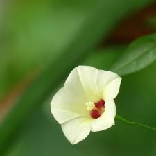 Image result for Xenostegia pinnata