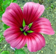 We did not find results for: Pin On Gardens