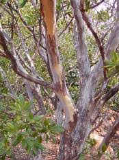 Image result for Ochna pulchra