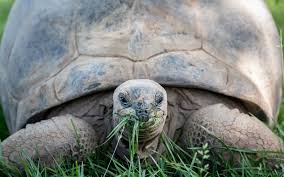 There is a concentration of old animals in the. 10 Longest Living Animals On Earth Greentumble