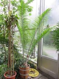 Image result for Encephalartos villosus