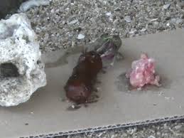 オカヤドカリは何を食べるか しかたに自然案内