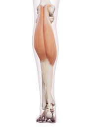 A calf muscle anatomy lesson. Basic Anatomy Of Stretching The Calves Movement Fix