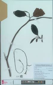 Image result for Tetracera alnifolia