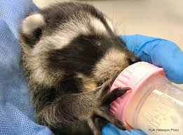 Trapping fees may also occur. How Much Does It Cost To Help Mars Wildlife Mars Wildlife Rescue