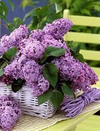 Wuao Hermos Lila Bluten Schone Blumen Fliederbaum