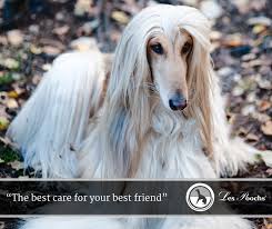 The black russian terrier needed long hair to protect it from some of the coldest habitable places on earth, patrolling the siberian steppes. What Is The Best Way To Take Care Of A Dog With Long Hair