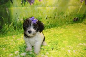 Maybe you would like to learn more about one of these? Maltipoo Pups Ready Tlc Puppy Love