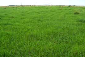 Image result for Acroceras