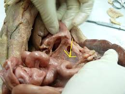 The first step for any dissection is to get an idea of what you will be doing and in what order. Internal Organs Of Cat Flashcards Flashcards By Proprofs