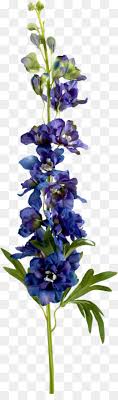Larkspur Png Larkspur Flower Cleanpng Kisspng All space clip art are png format and transparent background. larkspur png larkspur flower