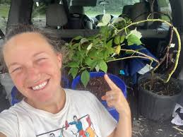 Raspberry plants and blueberry plants for sale