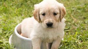 Entre y conozca nuestras increíbles ofertas y promociones. Como Adoptar A Un Cachorro Golden Retriever Mi Golden Retriever
