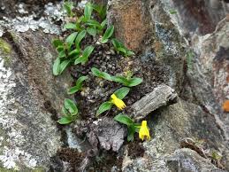 Image result for Polystachya mafingensis