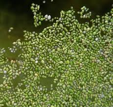 Image result for Wolffia