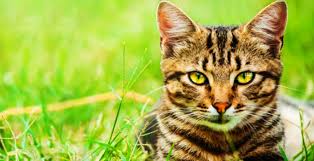 Ruyada Kedi Gormek Ne Anlama Geliyor